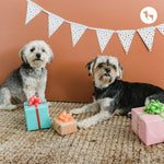 Best Dog Gifts for First-Time Dog Parents in India