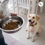 Best Dry Dog Food Brands in 2026: Top Brands Vets Actually Recommend