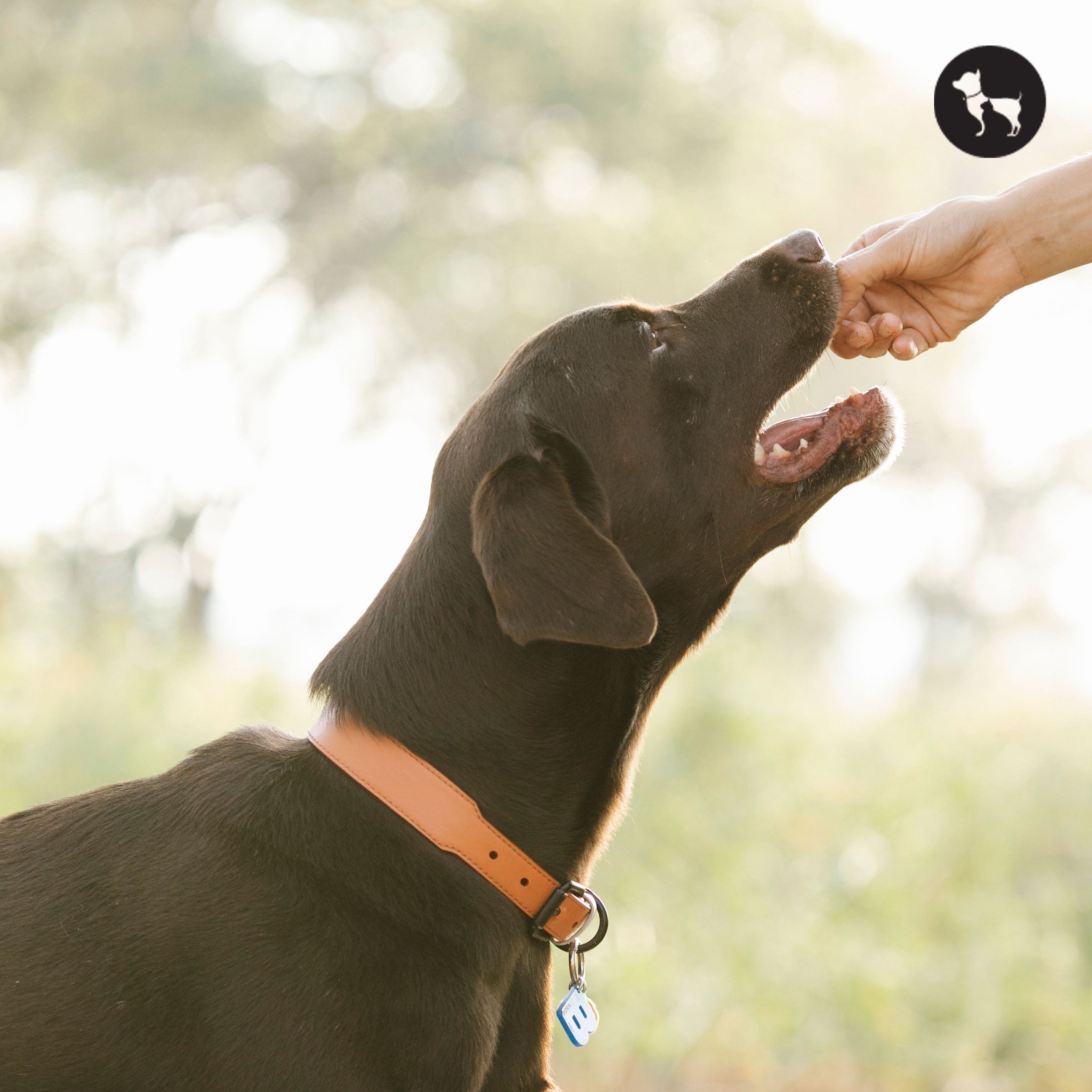 Best Energy-Boosting Dog Treat Brands Available Online in India