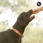 Best Energy-Boosting Dog Treat Brands Available Online in India