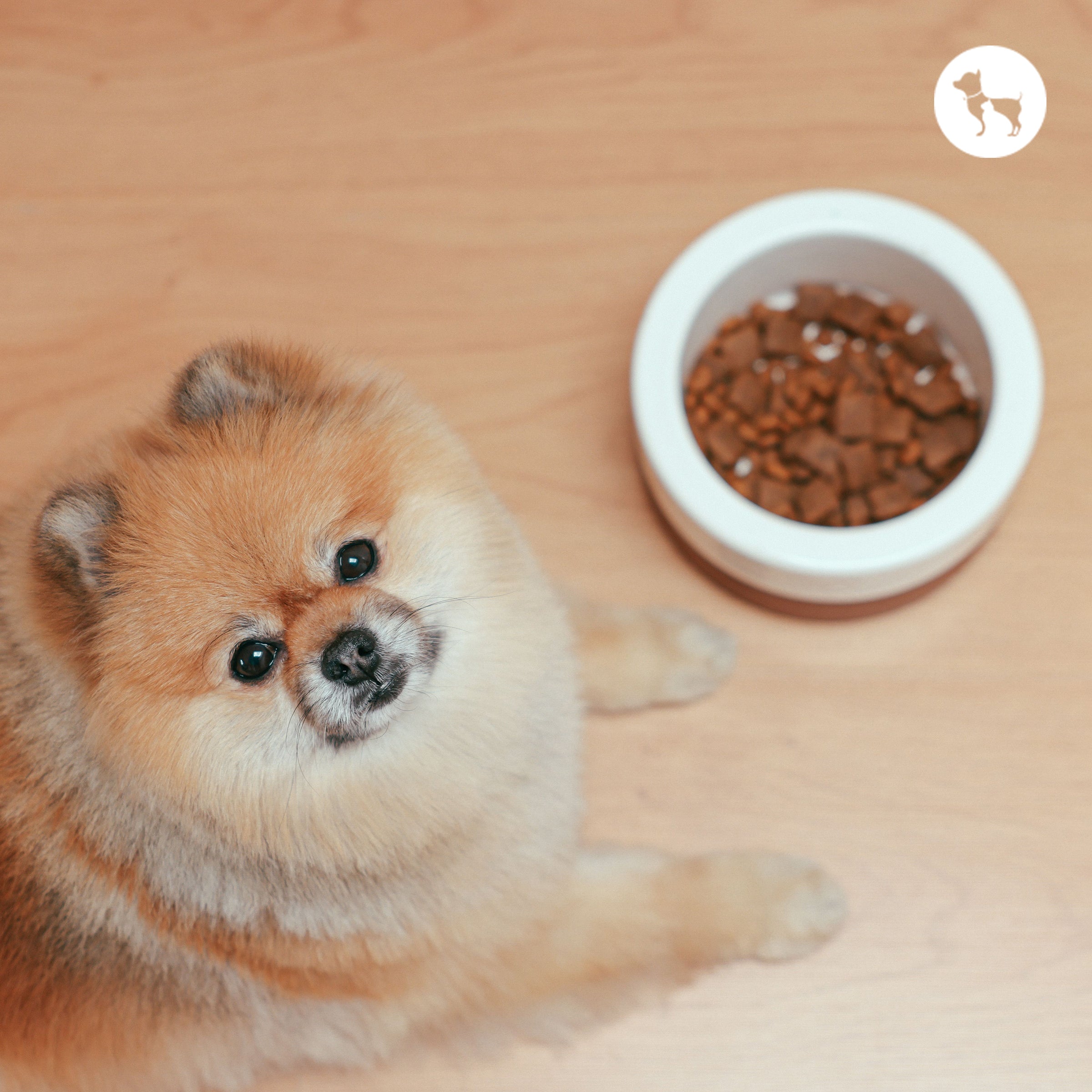 Best Hypoallergenic Dog Food Brands in India for Sensitive Dogs
