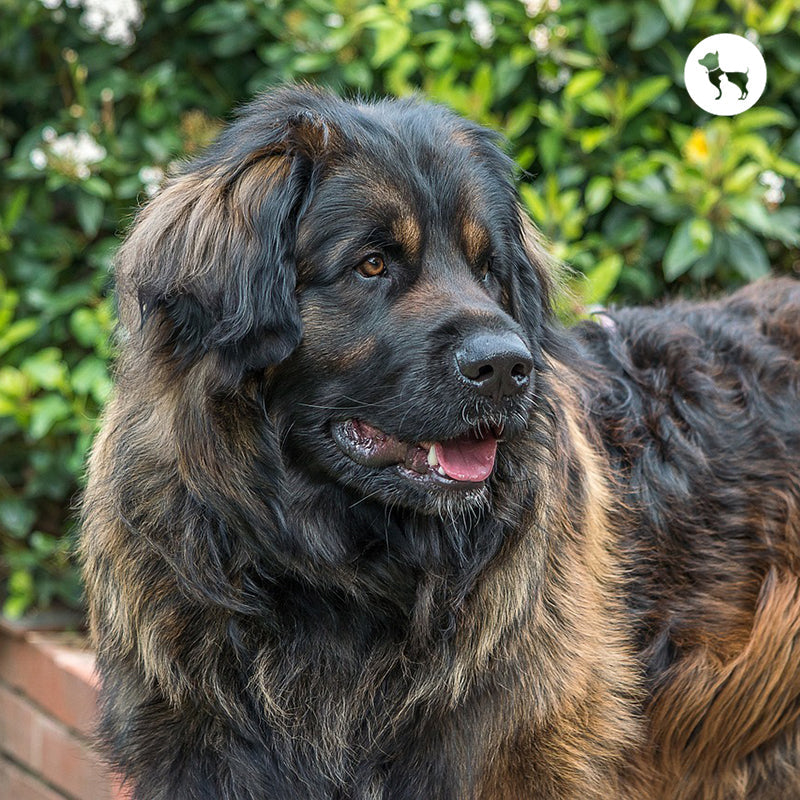 Gentle Giant Dog Breeds for Families