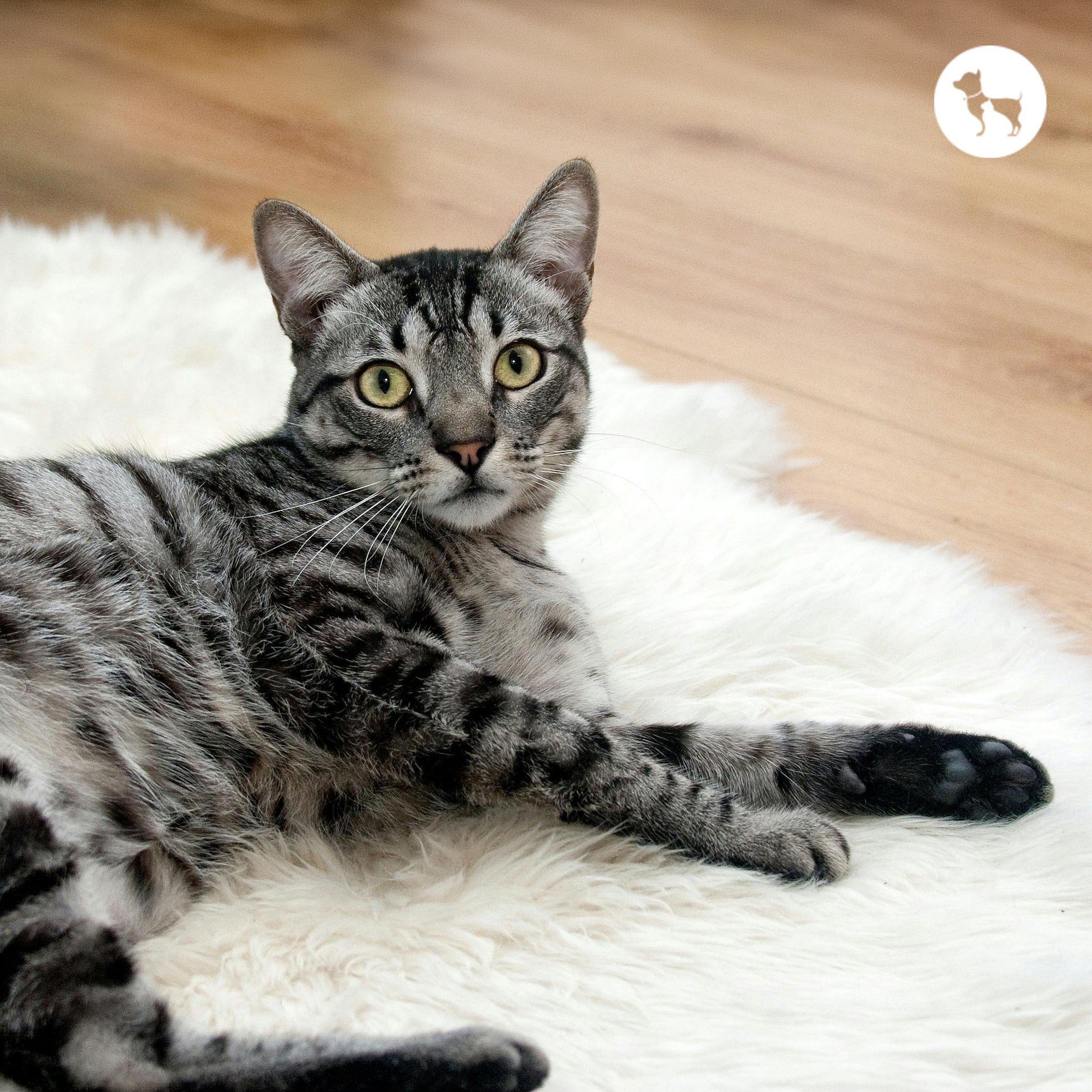 Indoor Cat Care Guide for Indian Homes and Apartments