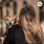 10 Low-Maintenance Dog Breeds for Busy Professionals