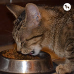 Most Recommended Cat Food Brands for Pet Parents in India