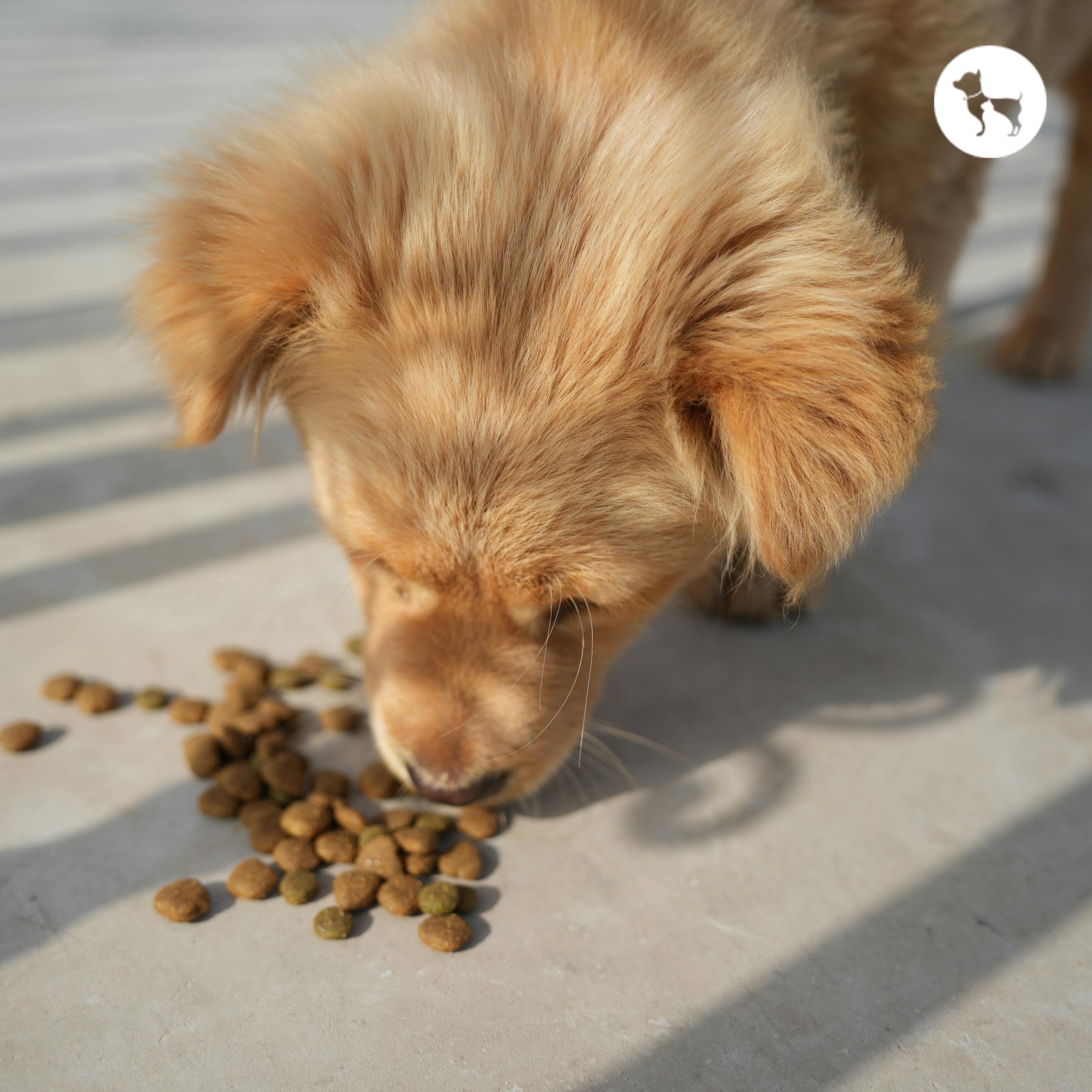 Best High-Protein Dry Dog Food for Muscle Health