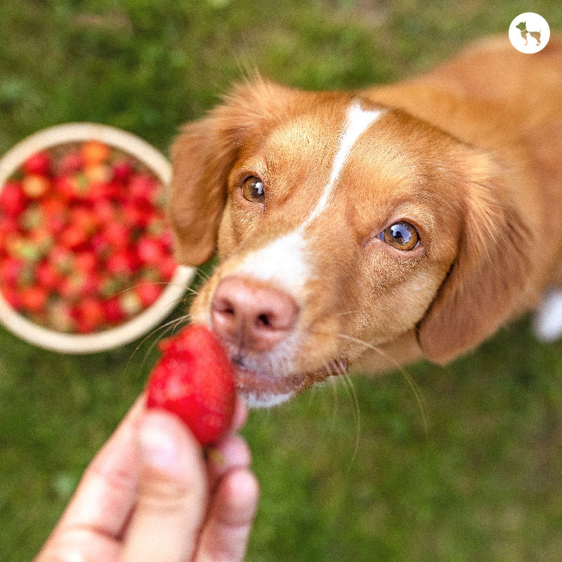 Feeding Schedule for Summer: A Guide to Adjusting Your Dog's