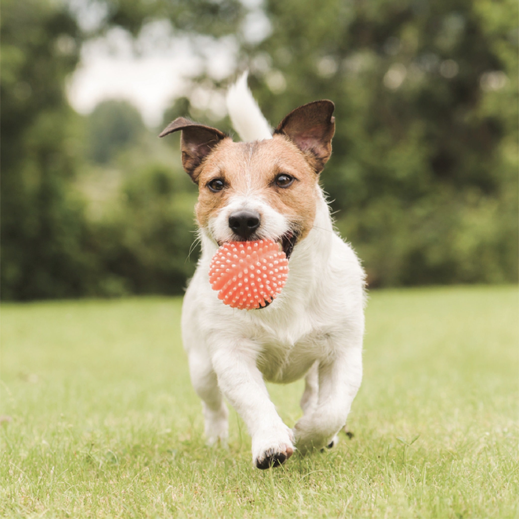 puppy playing with red ball