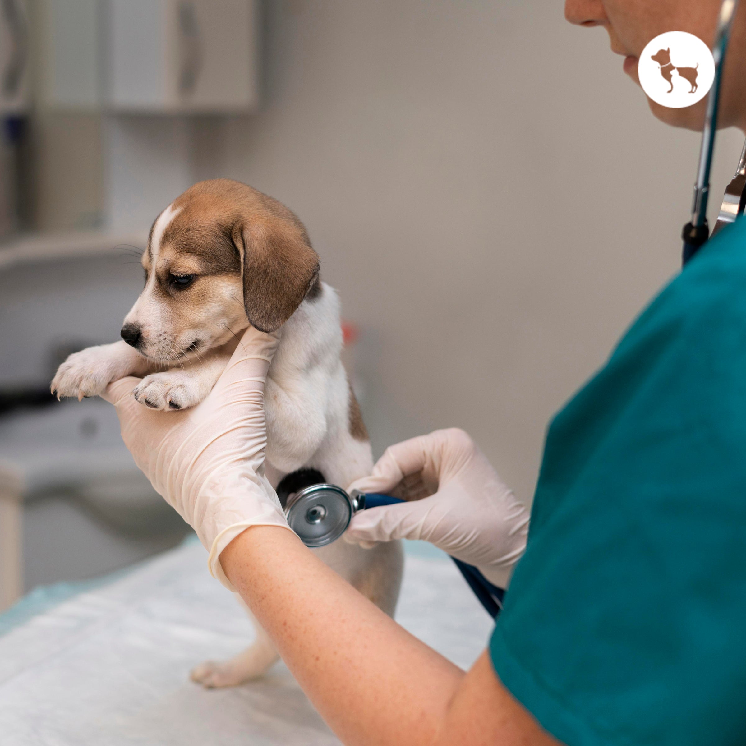 Food Allergies in Dogs