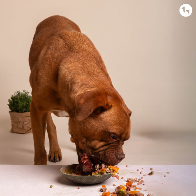 View of How to Slow Down Your Pet’s Mealtime & Why It Matters