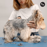 Hair Fall in Dogs: Causes, Symptoms & Best Treatments