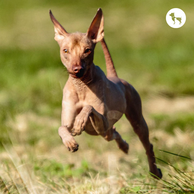 10 Hairless Dog Breeds for Pet Lovers