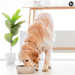 5 Healthy Recipes For Dogs & Cats Created By Canine Nutritionist