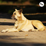 16 Heat-Tolerant Dog Breeds Perfect for Indian Summers