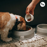 How Much Should I Feed My Dog?