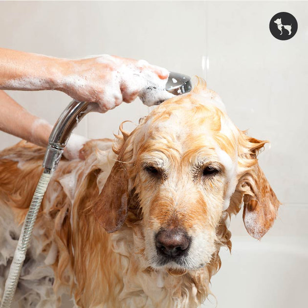 How Often Should You Bathe Your Dog? | Dog Bathing Guide