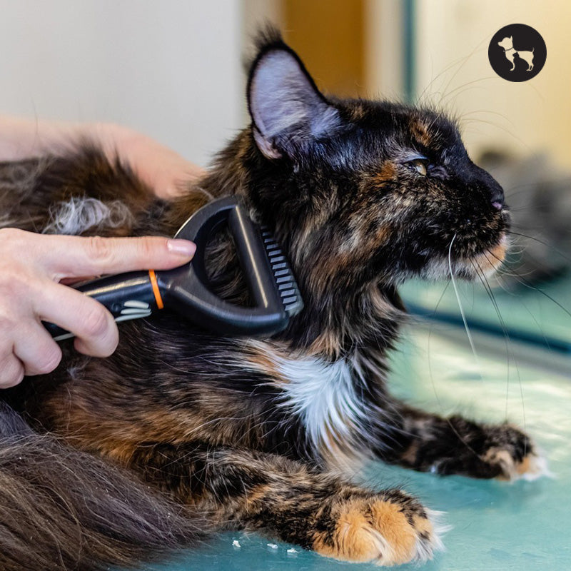 How Often Should You Groom Your Cat