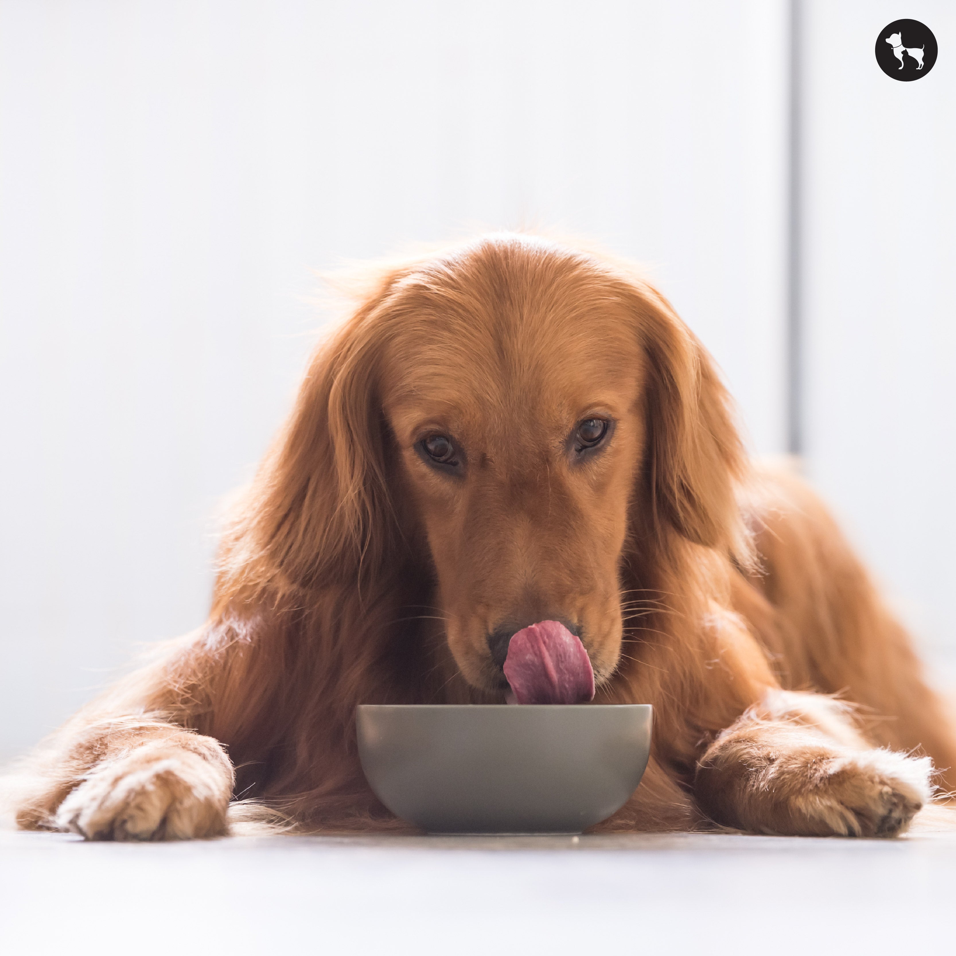 How To Switch Dog Food: An Easy Step-By-Step Transition Guide