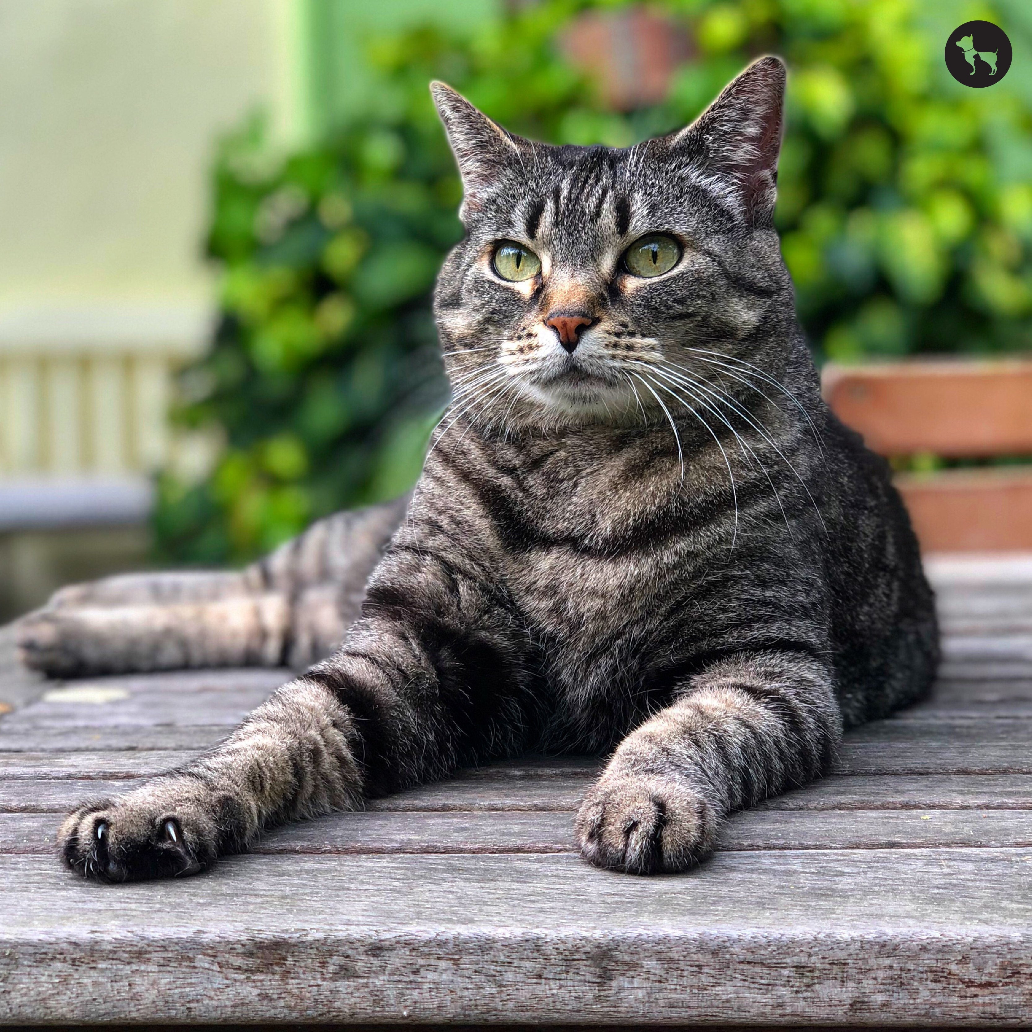 How to Calculate Your Cat’s Age in Human Years