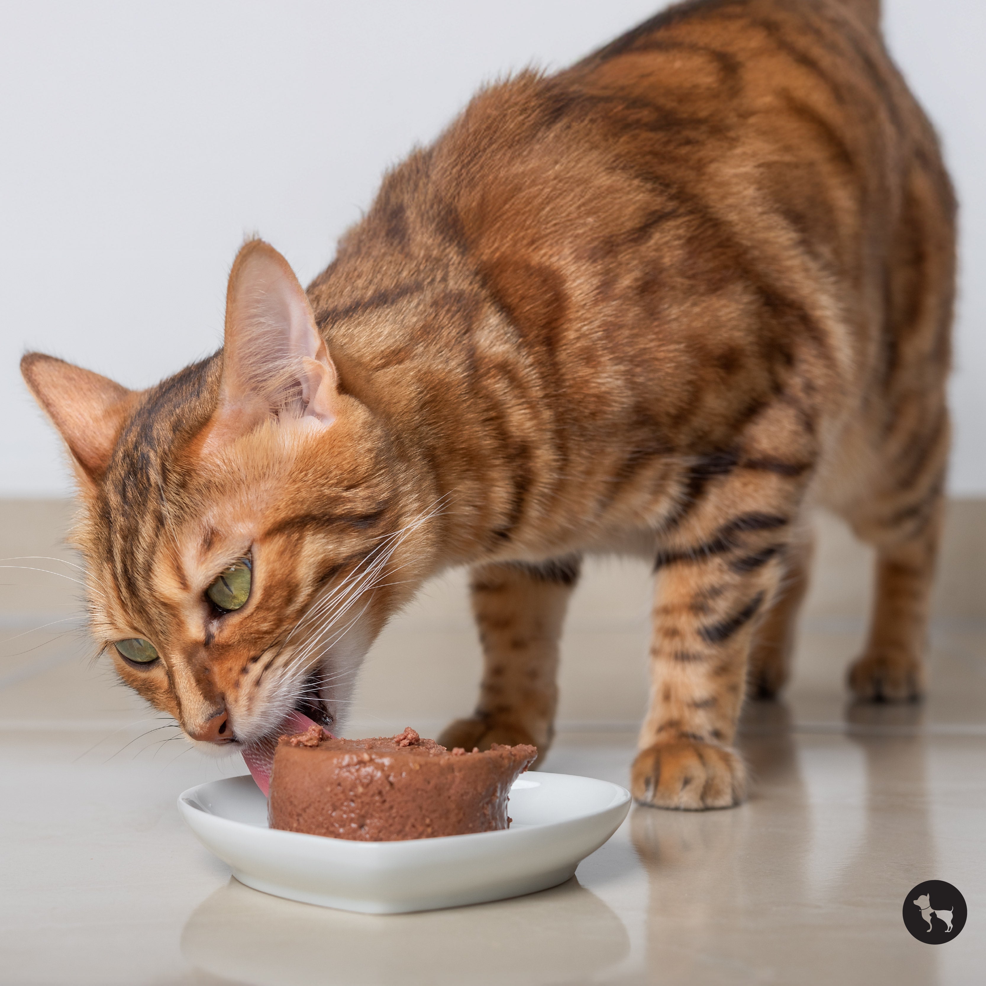 How to Choose the Best Wet Cat Food for Your Cat
