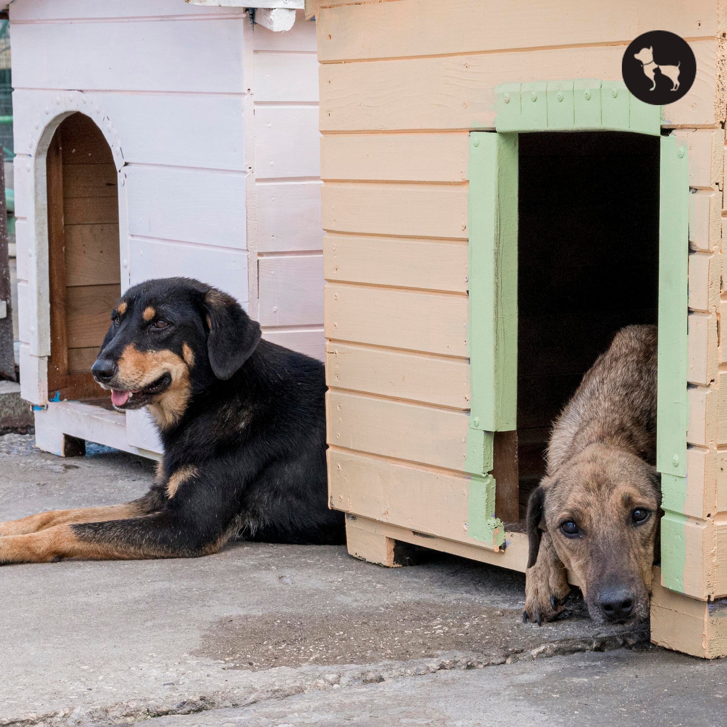 How to Choose the Right Dog Boarding Near You