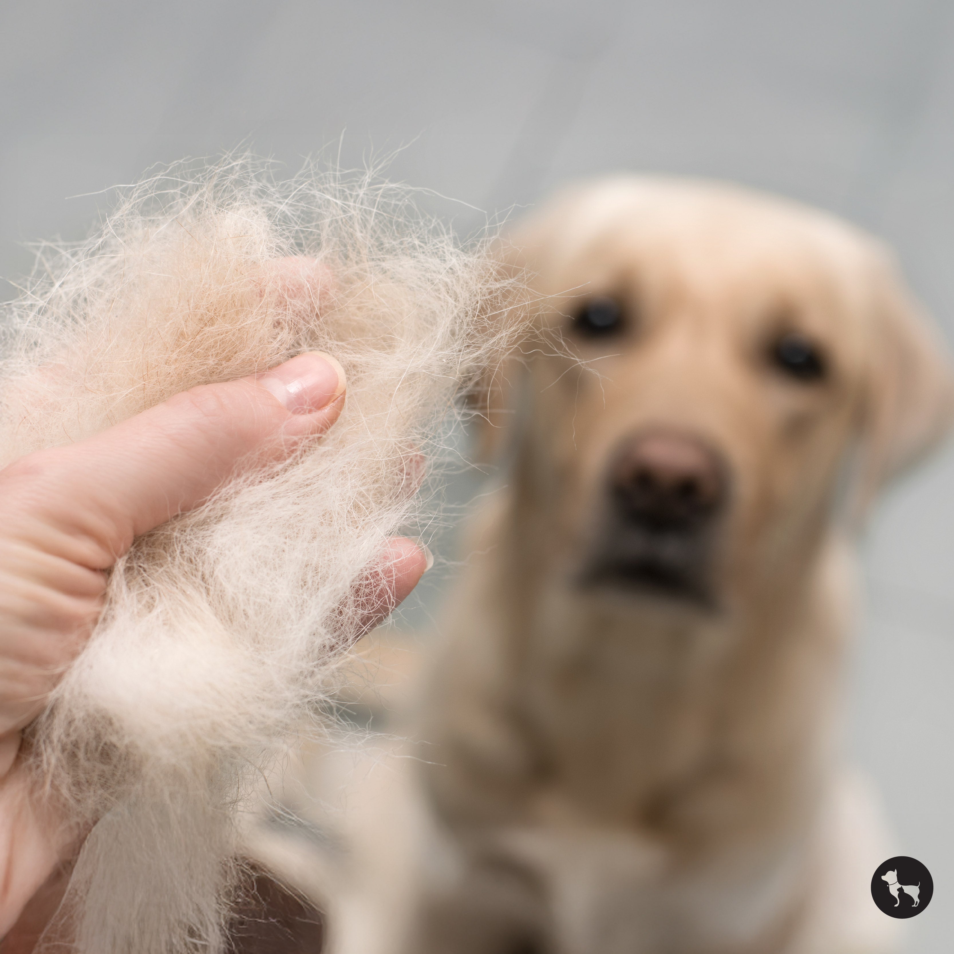 How to Control Shedding in Dogs: Tips to Keep Your Dog's Coat Healthy & Shiny
