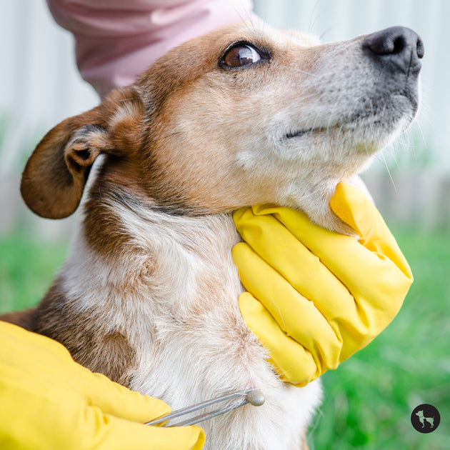 How to Safely Remove Ticks from Dogs | Step-by-Step Guide