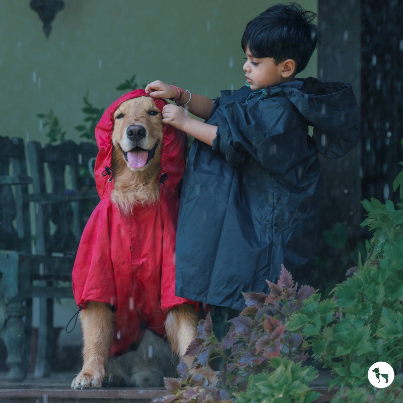 Your Dog’s Ultimate Monsoon Gear Checklist