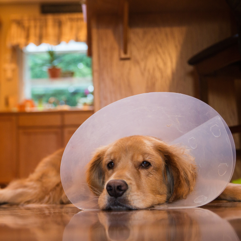 A sick golden retriever wearing a cone after surgery 