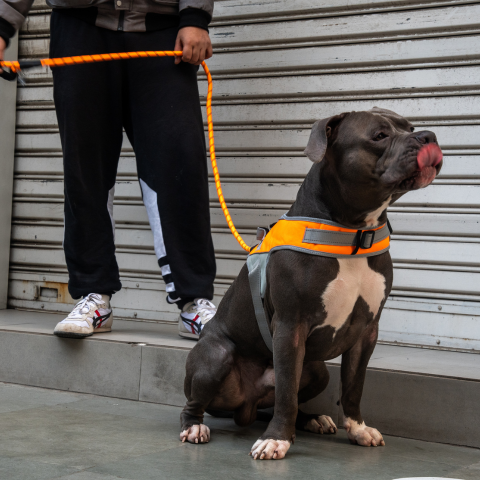 Leash training adult sales dog