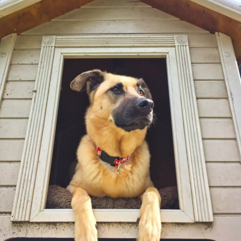 When to Choose Boarding vs. Traveling With Pets - Featured Image