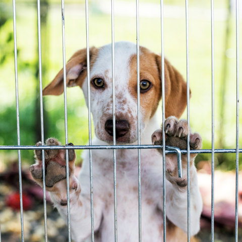 A tied up and abused dog