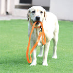 Essentials to Keep Your Lab Happy (Besides Food)