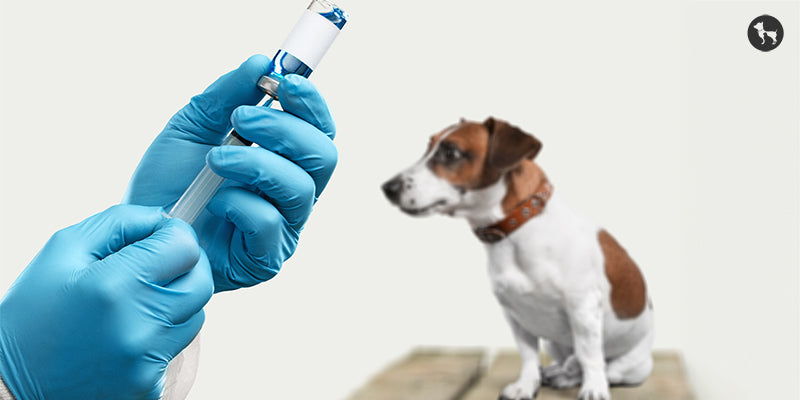 Understanding Rabies 101 - Dog Bite Illness Symptoms, Treatment & Prev