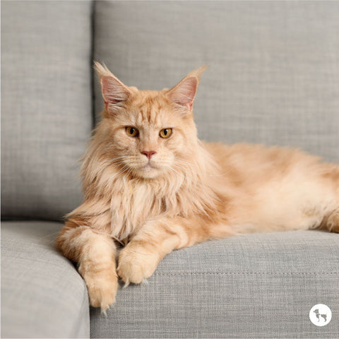 Big Cats Breeds Domestic: Ultimate Guide to Exotic Pet Choices