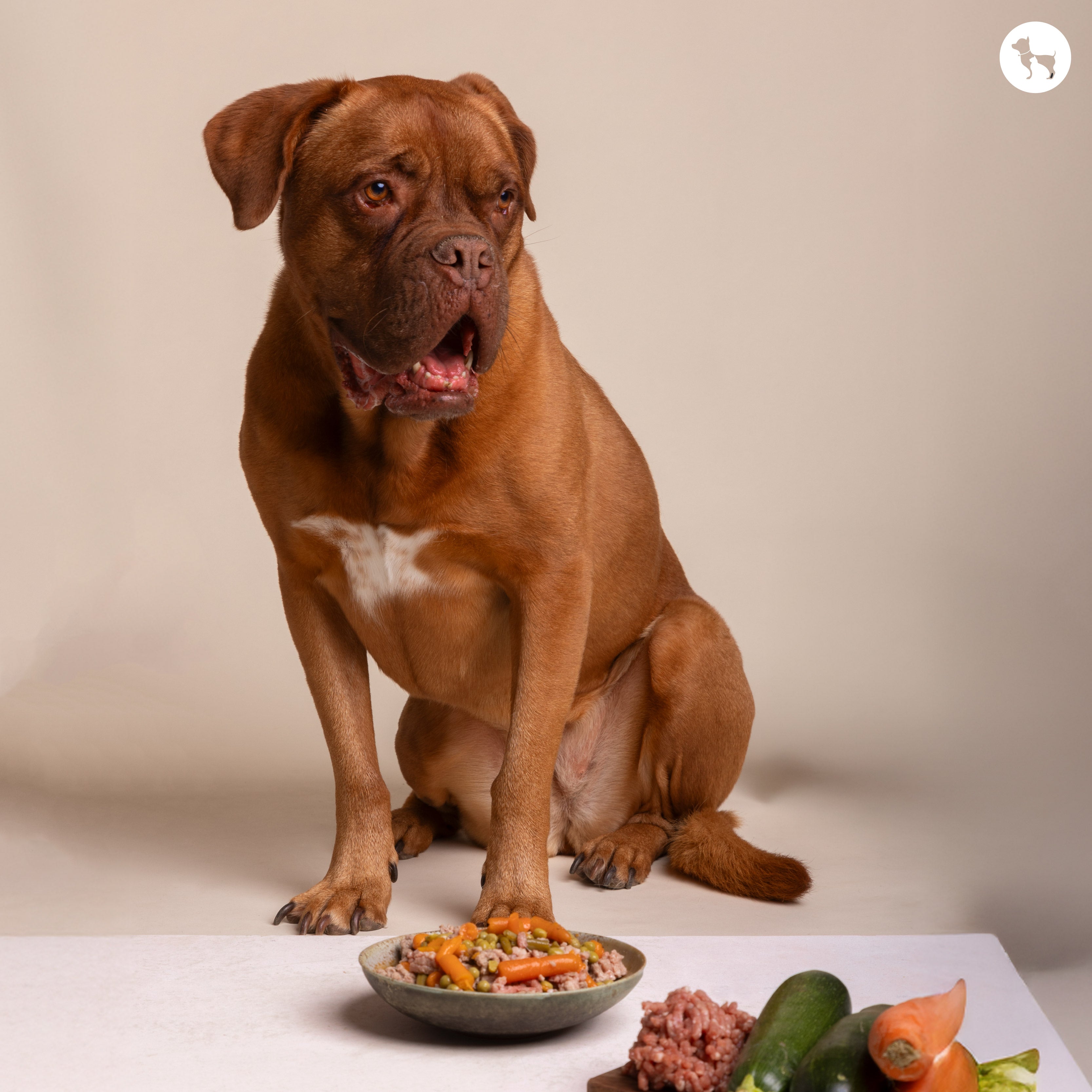 Mixing Dry & Wet Food: Appetising Meals for Picky Eaters