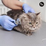 Most Common Diseases in Indian Cats and Early Warning Signs