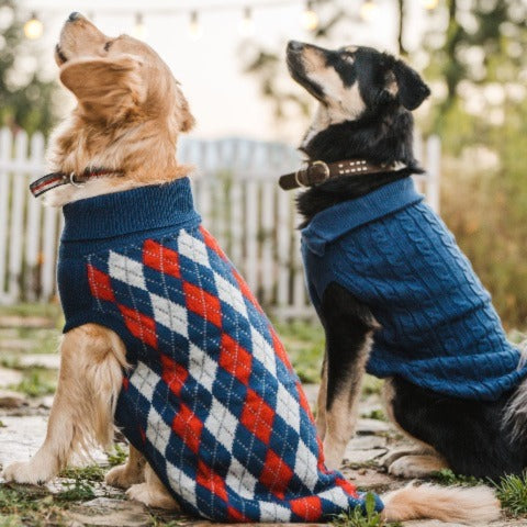 dogs wearing HUFT winter sweaters