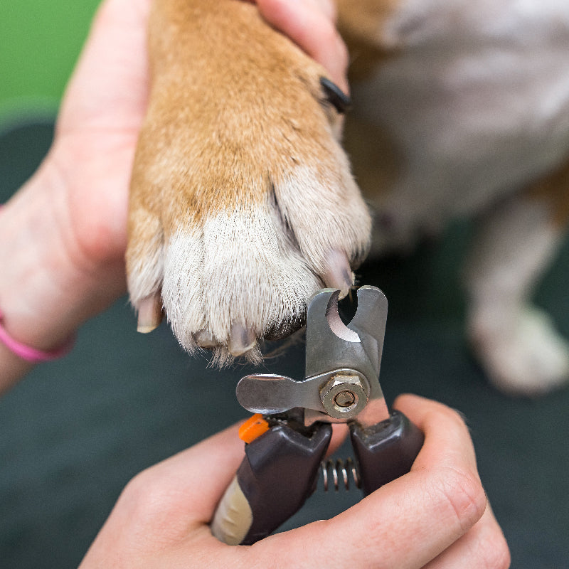 How to cut my dog's nails without clippers best sale