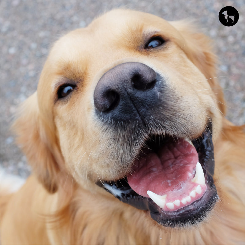Why is Your Pet’s Dental Health a Make-or-Break for Overall Well-Being?