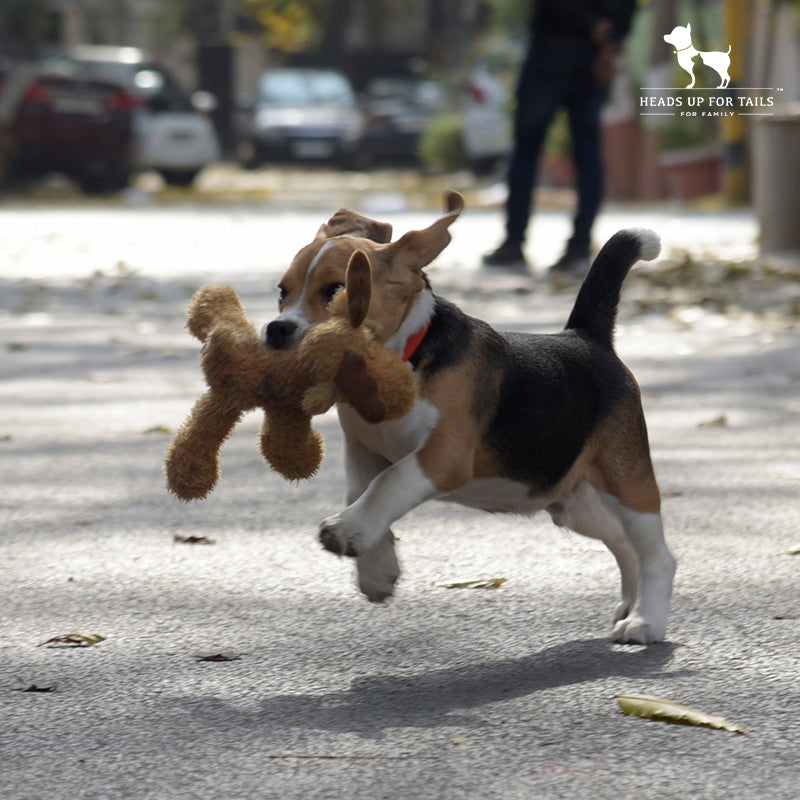 Pet care is more than just basics