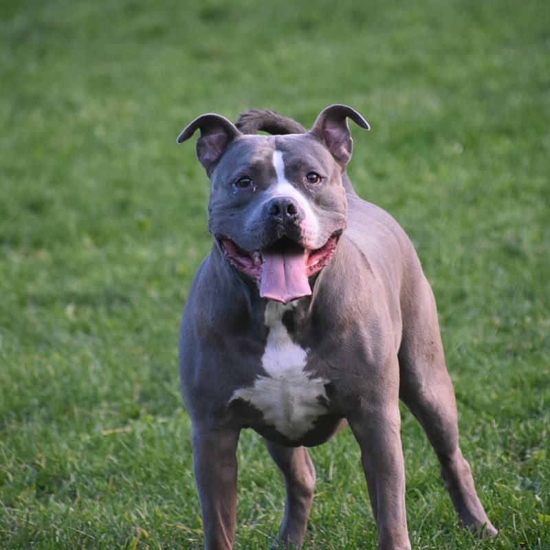 Pitbull Dog Breed – Powerful, Playful & Packed with Heart