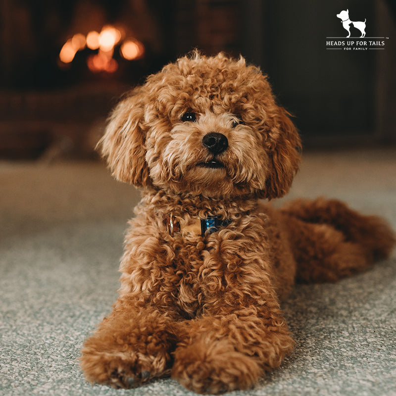 Poodle dog