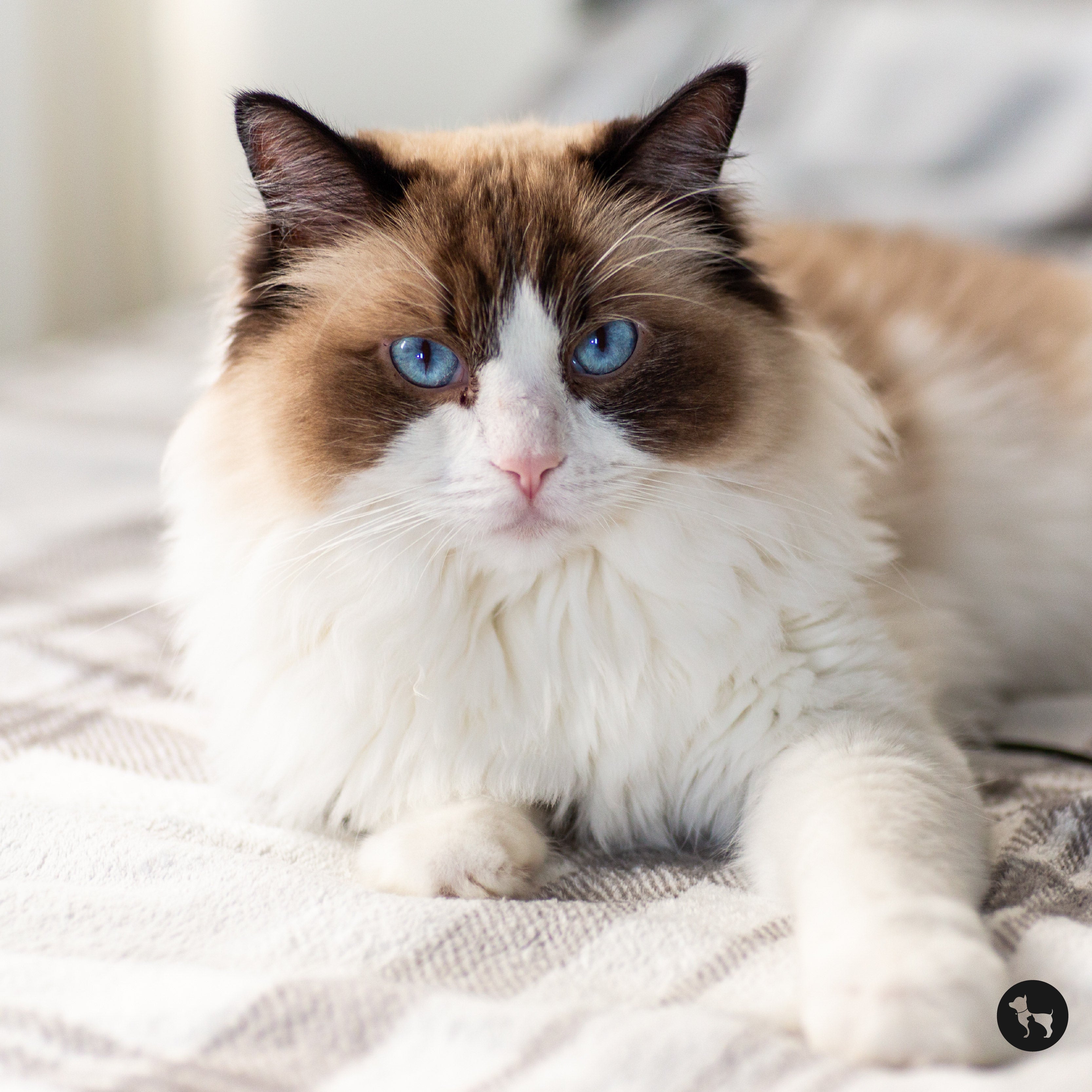 Ragdoll Cat Breed Profile: History, Appearance, Training, and Care
