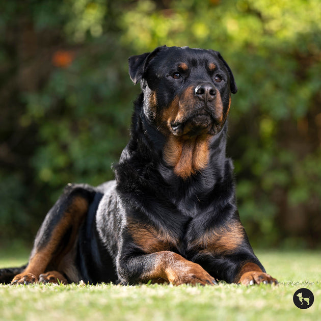 Normal Rottweiler Dog Rottweiler Dog Breed Guide: Temperament, Care, Appearance & History