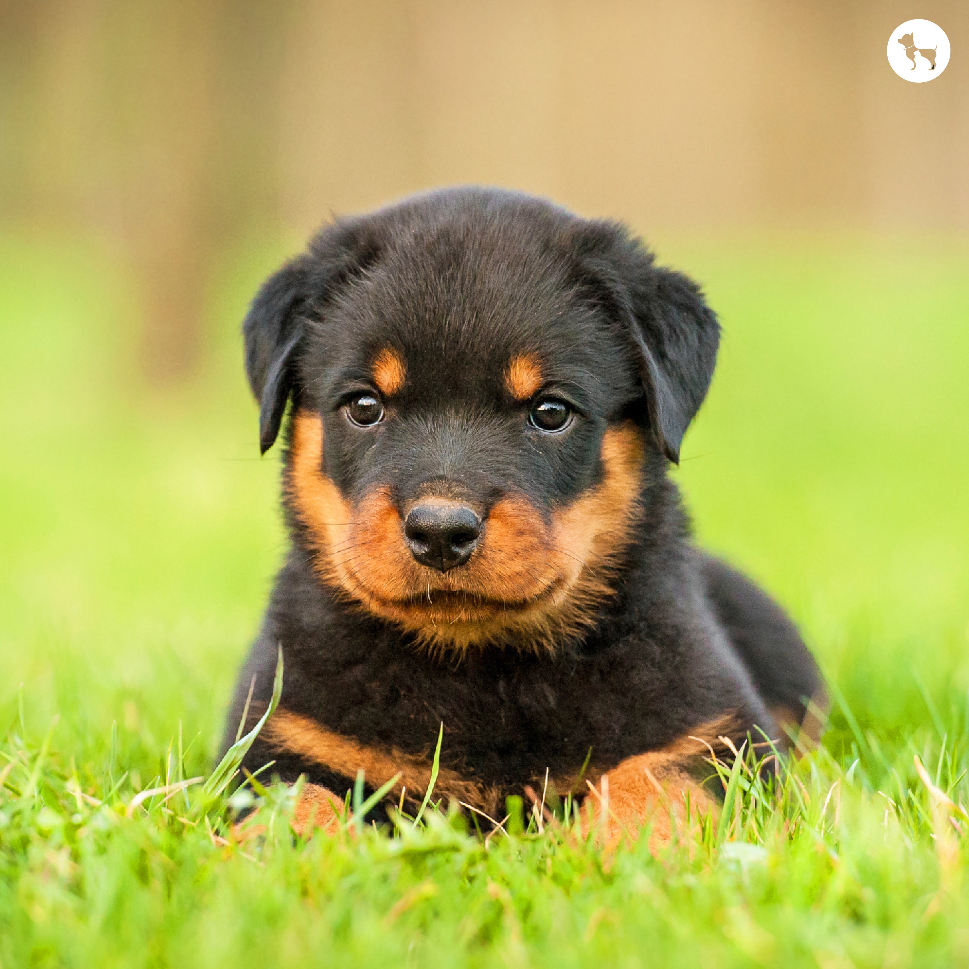 Caring for Your Rottweiler: The Ultimate Guide