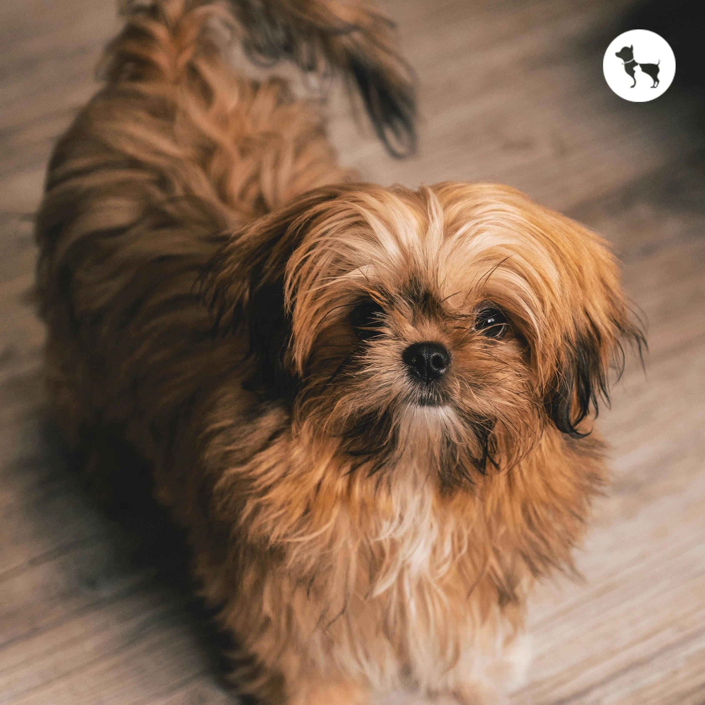 Food, Grooming, and Common Health Issues Food, Grooming, and Common Health Issues