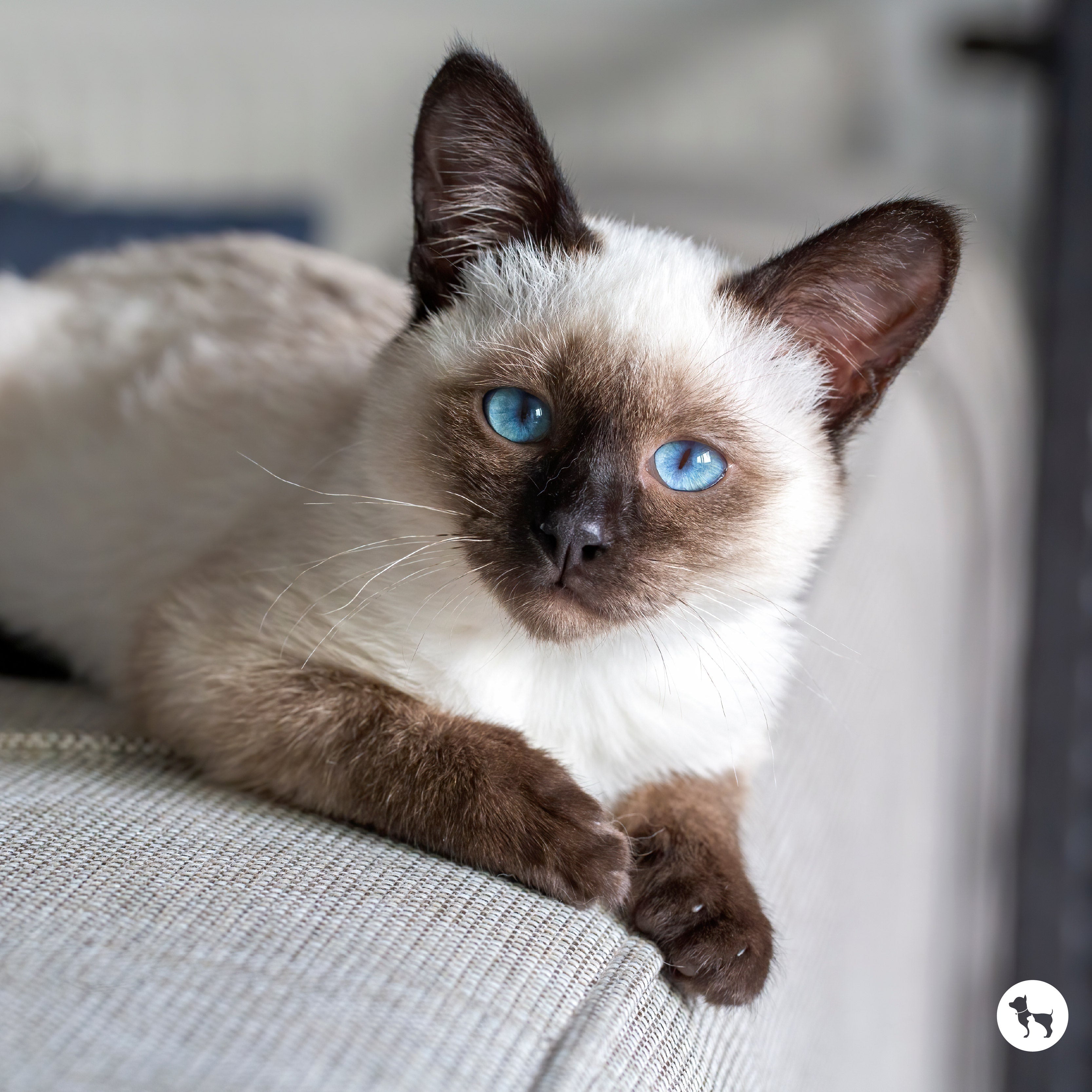 Siamese Cat Profile: Behaviour, Nutrition & Training Needs