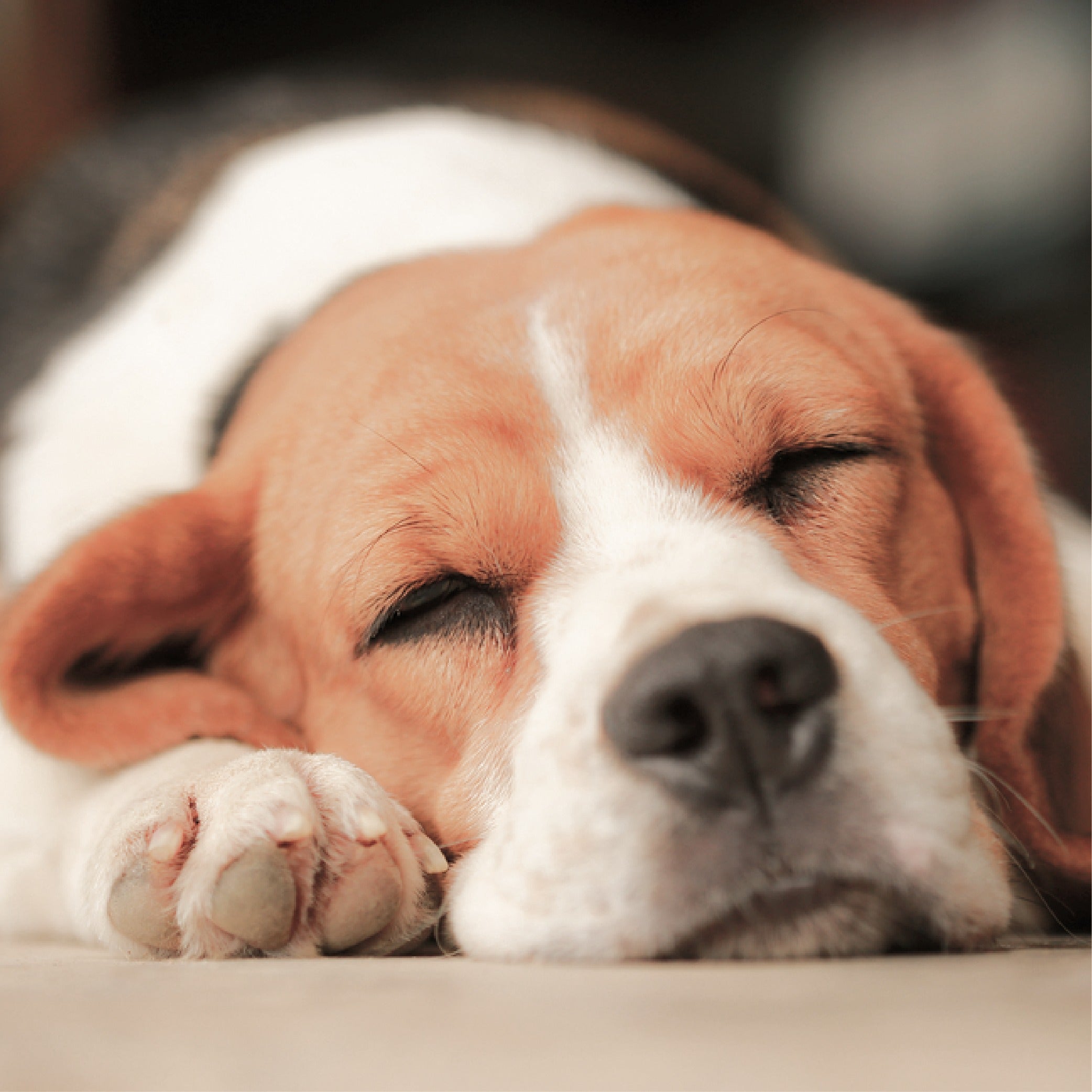 sleeping brown white dog