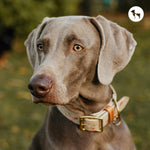 Spot-On vs Tick Collars vs Oral Tablets: Which Tick Treatment Is Best?